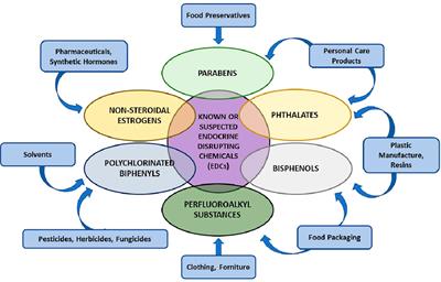 Editorial: A year in review: discussions in developmental endocrinology